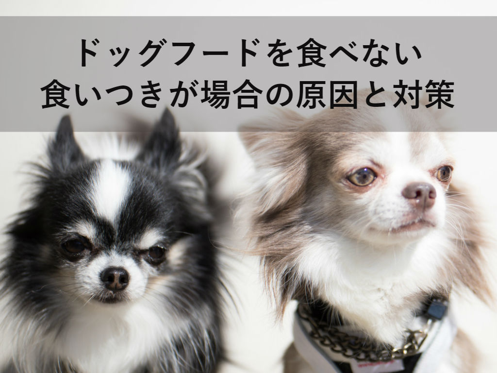 ドッグフードを食べない 食いつきが悪い時の原因と対策 Myドッグフード